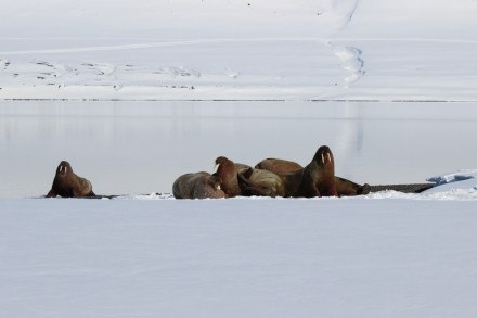 A group of walruses